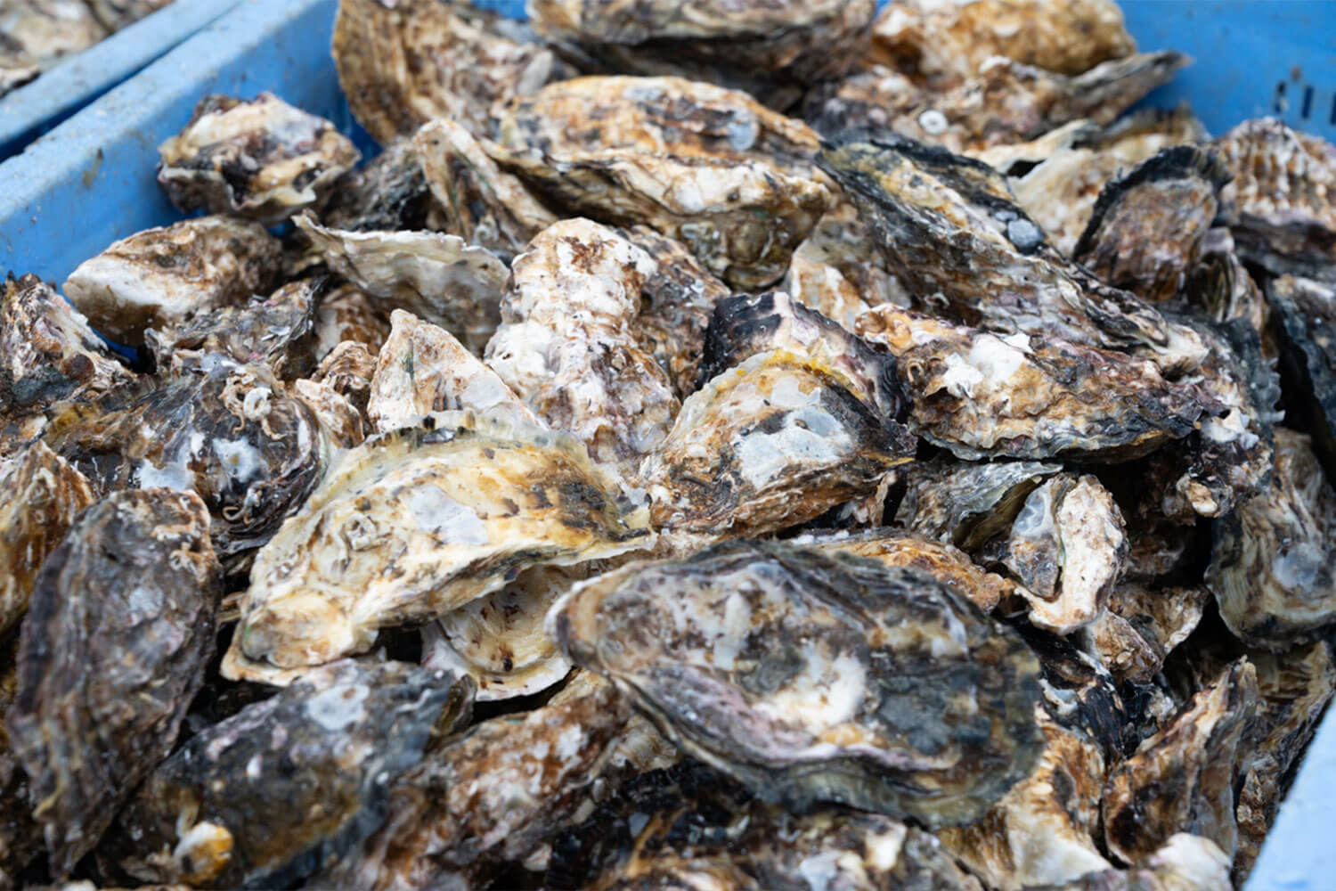 HESTA LIFE激推し！ 坂越の牡蠣を訪ねて赤穂市へ