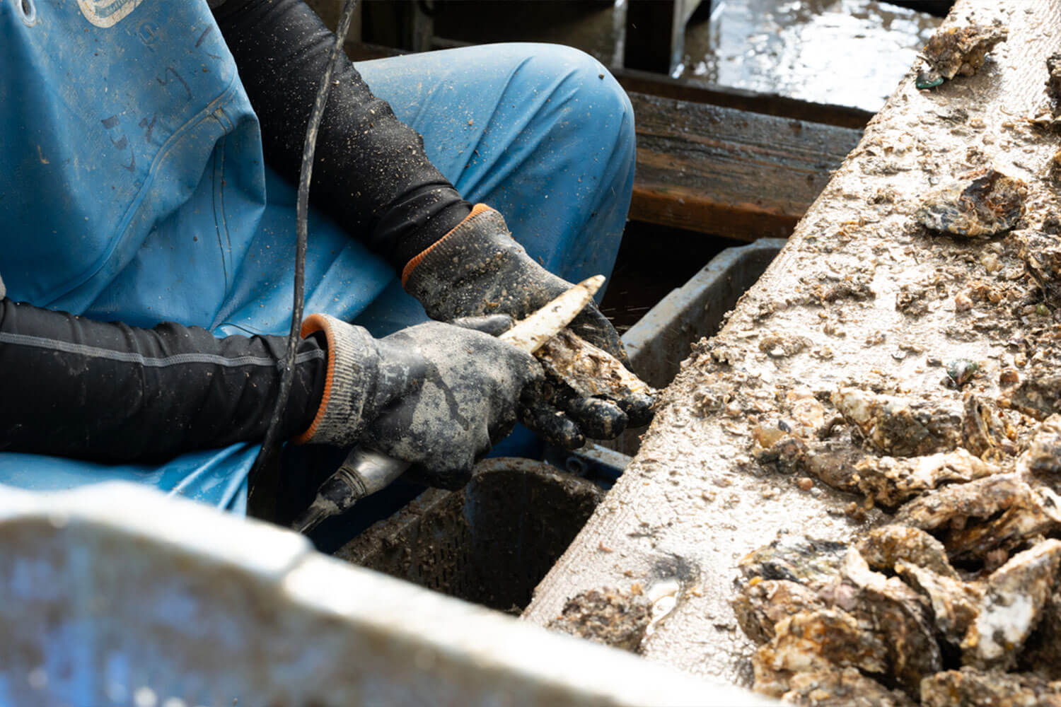 HESTA LIFE激推し！ 坂越の牡蠣を訪ねて赤穂市へ