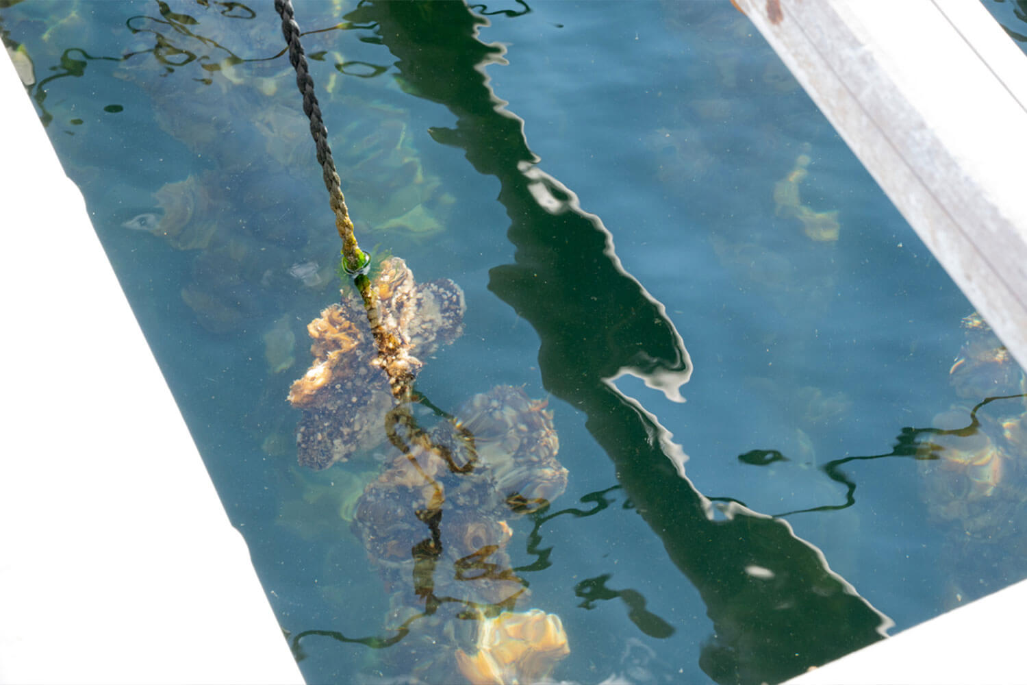 HESTA LIFE激推し！ 坂越の牡蠣を訪ねて赤穂市へ