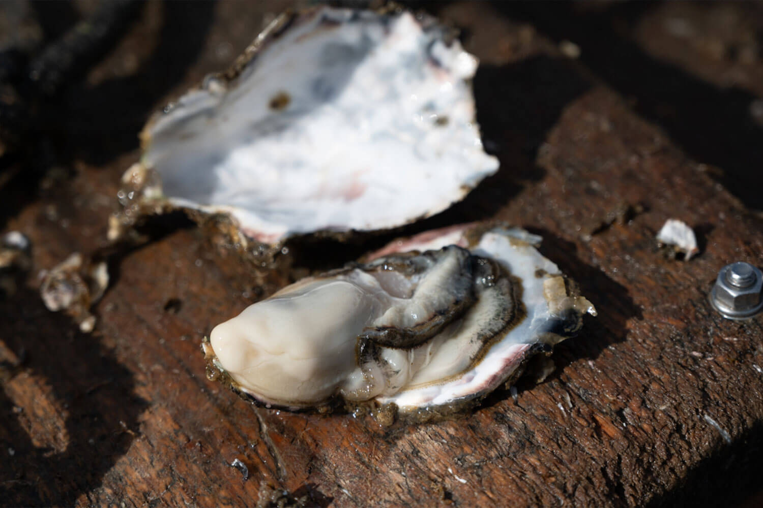 HESTA LIFE激推し！ 坂越の牡蠣を訪ねて赤穂市へ