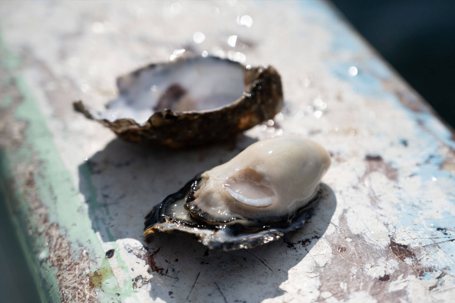 HESTA LIFE激推し！ 坂越の牡蠣を訪ねて赤穂市へ