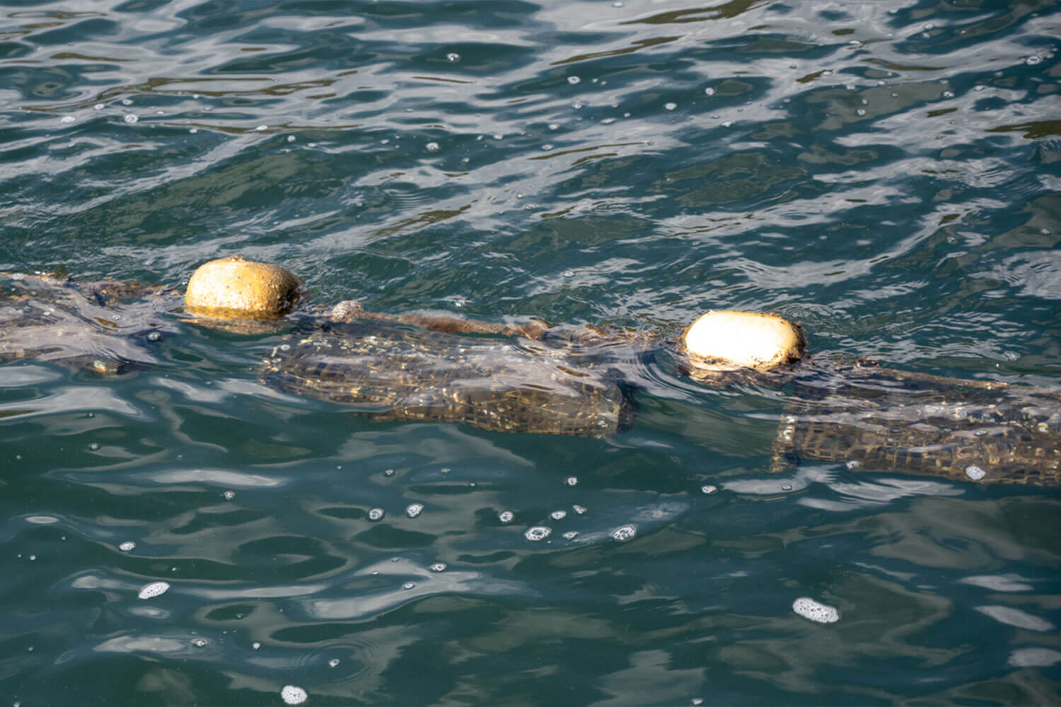 HESTA LIFE激推し！ 坂越の牡蠣を訪ねて赤穂市へ