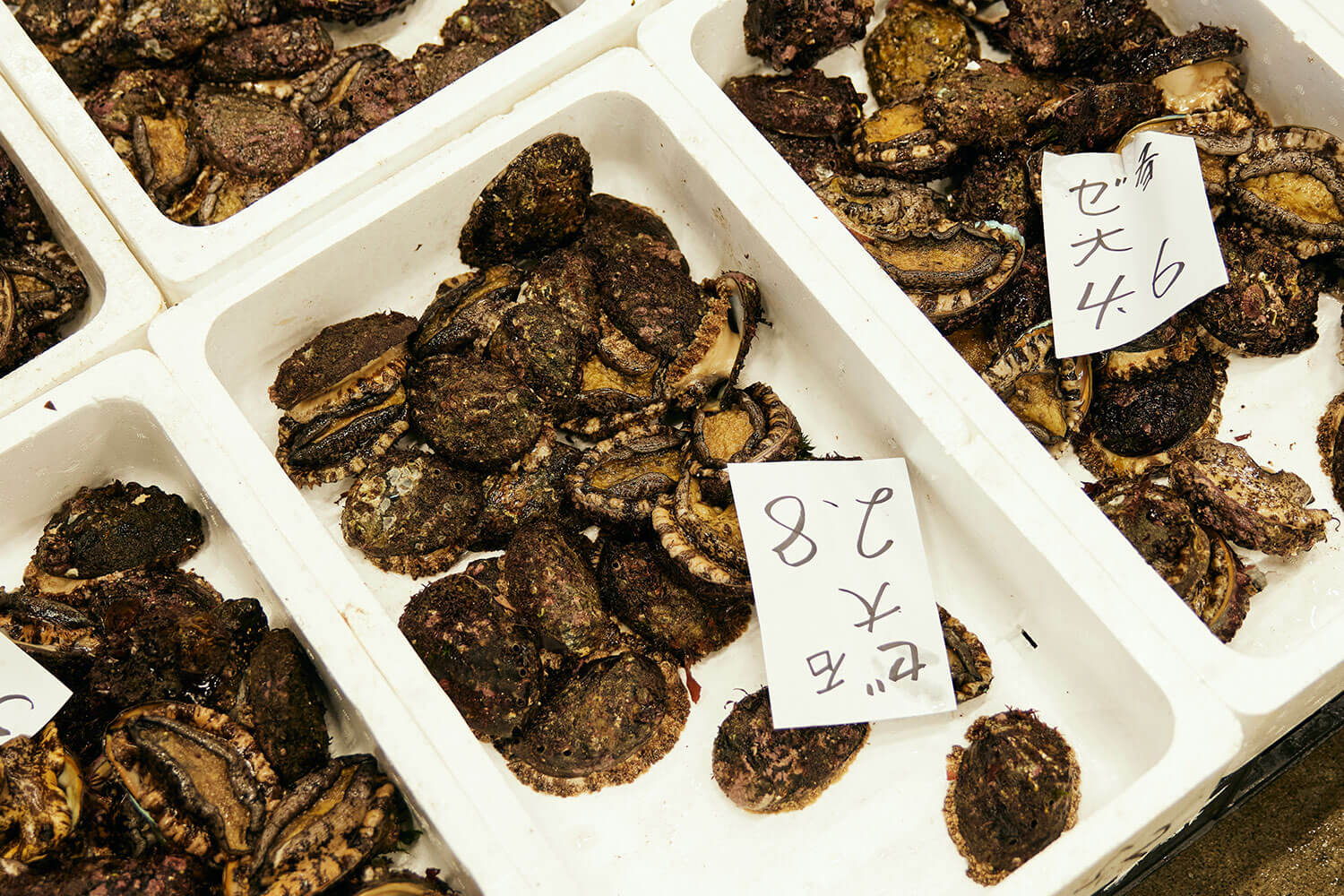 函館の海の幸を全国へ。マルヒラ川村水産の挑戦