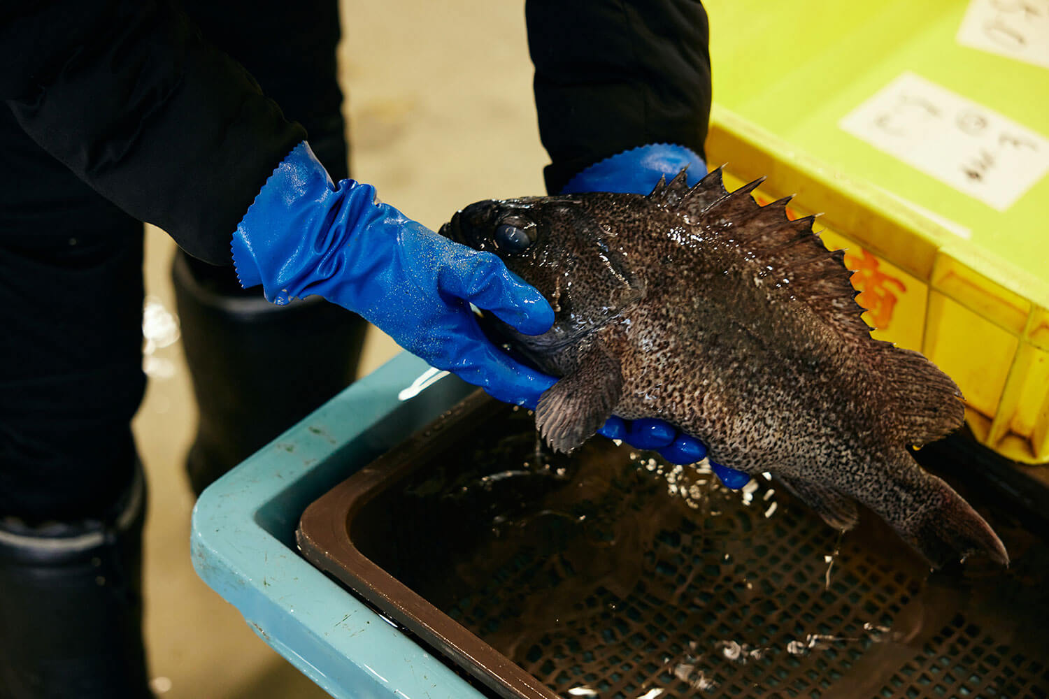 函館の海の幸を全国へ。マルヒラ川村水産の挑戦