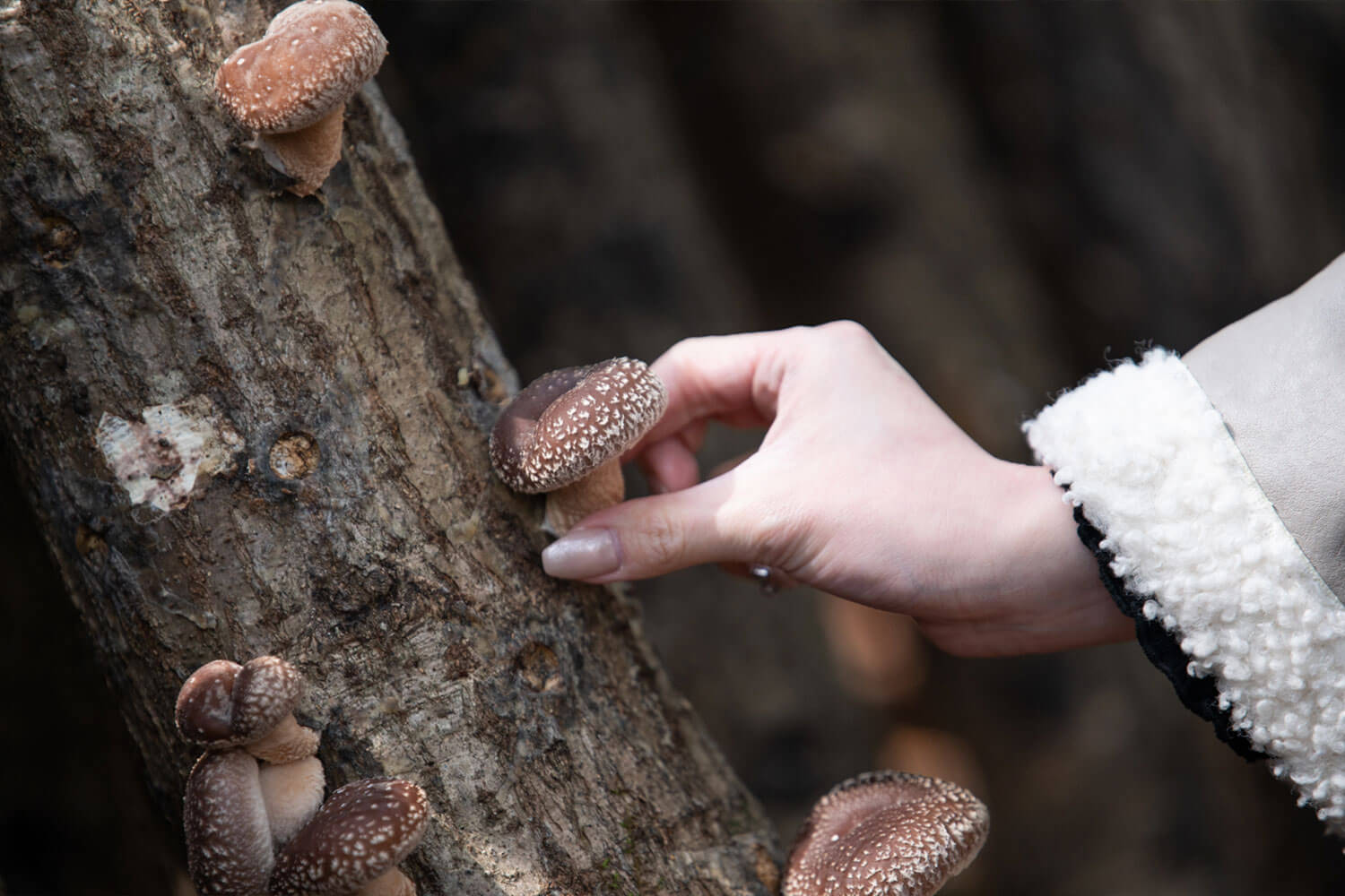 自然まるごと体験！兵庫県三田市『かさや』で遊ぶ・採る・味わう1日旅