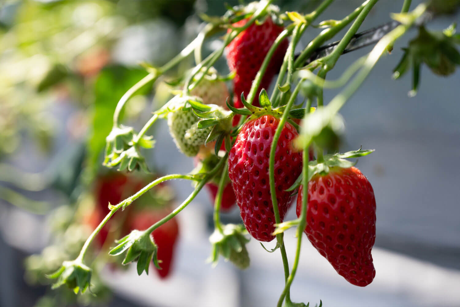 自然まるごと体験！兵庫県三田市『かさや』で遊ぶ・採る・味わう1日旅