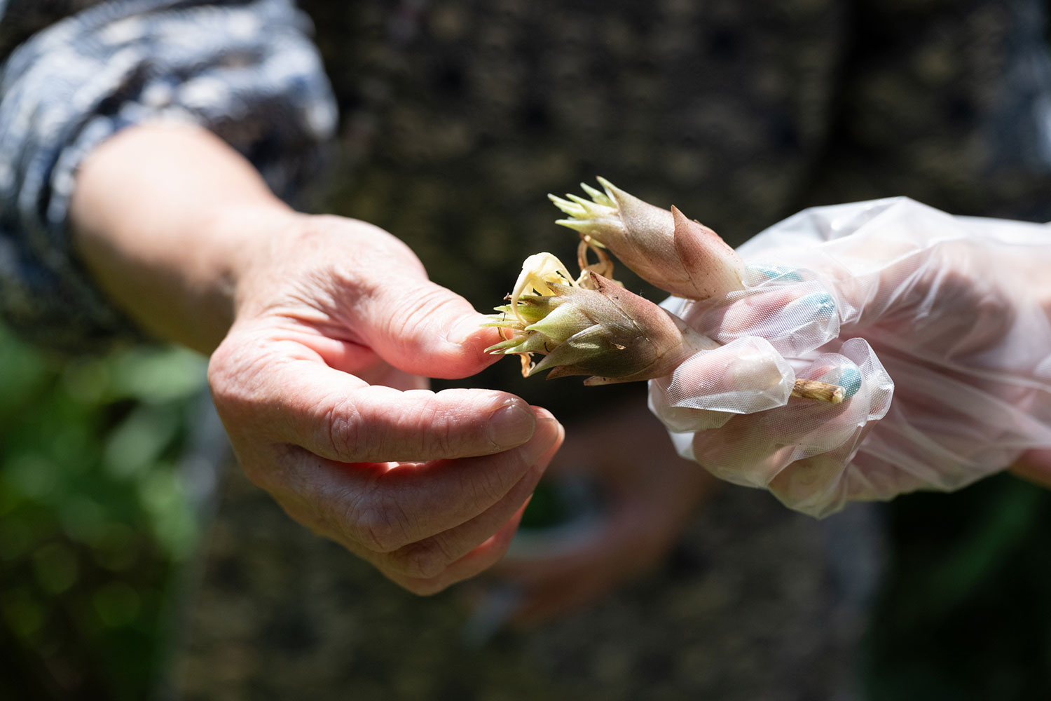 日本初の超硬合金包丁＜KISEKI:＞の体験会にて、評判のおいしい切れ味を実際に味わってきた