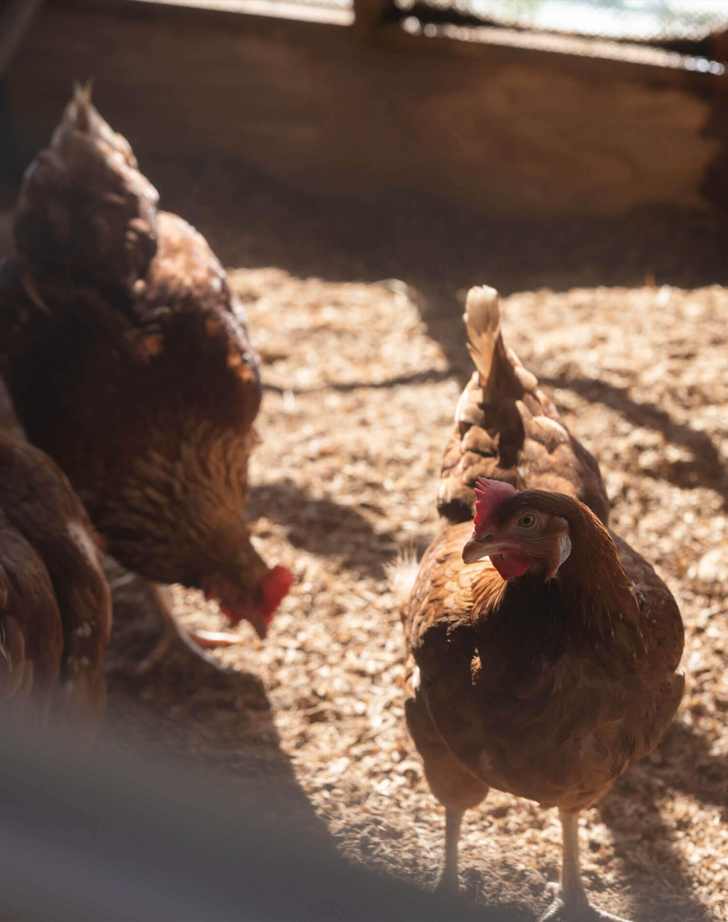 海風に包まれながらローカルに出会う、淡路島ゆるっと巡り