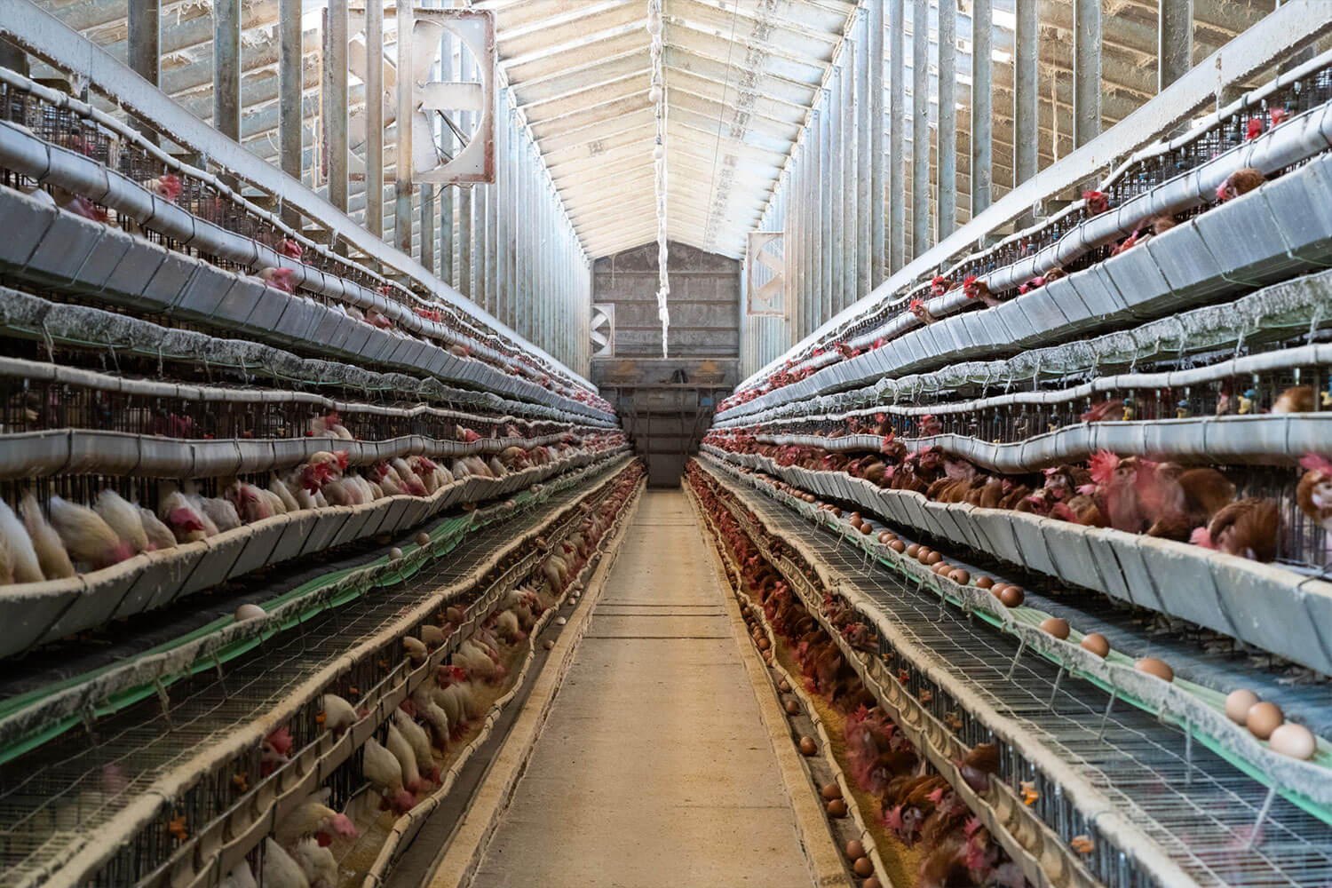 【後編】『北坂養鶏場』訪問記。平飼い小屋で産みたてのたまご採卵体験を通じて、北坂さんが伝えたいこと