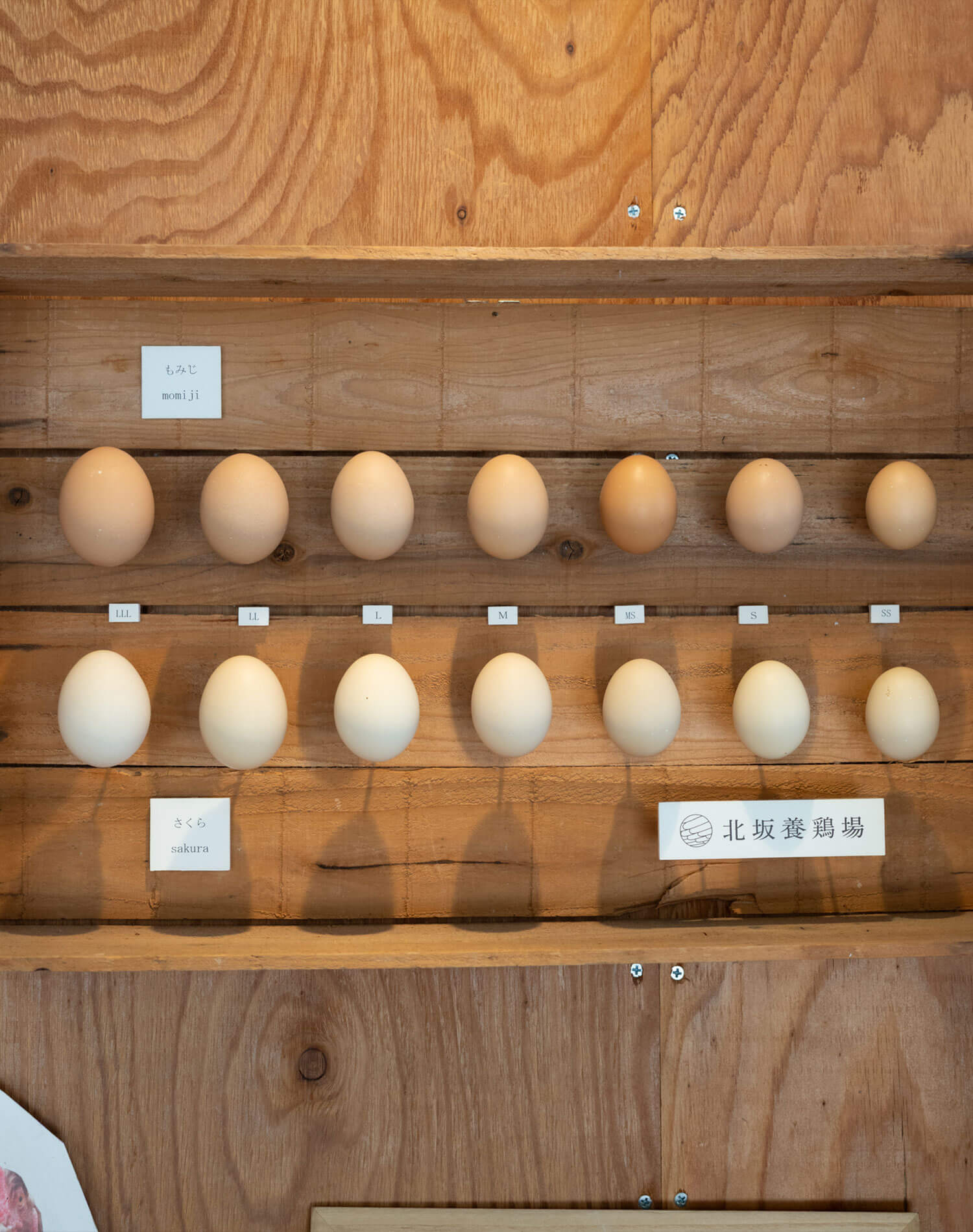 北坂養鶏場 たまごの種類とサイズ比較
