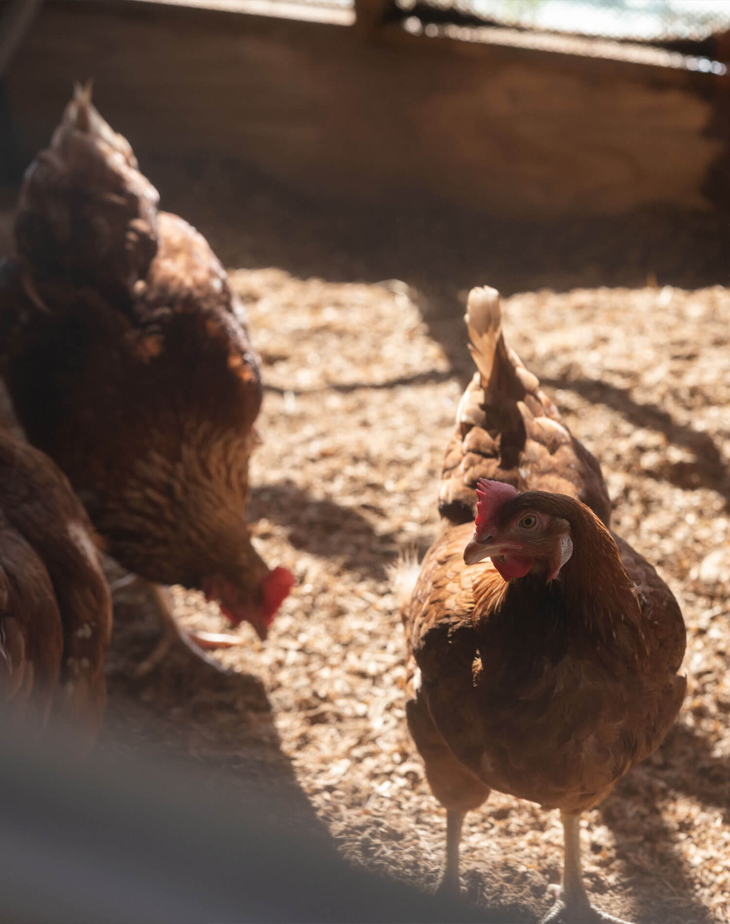 北坂養鶏場 平飼いの鶏たち