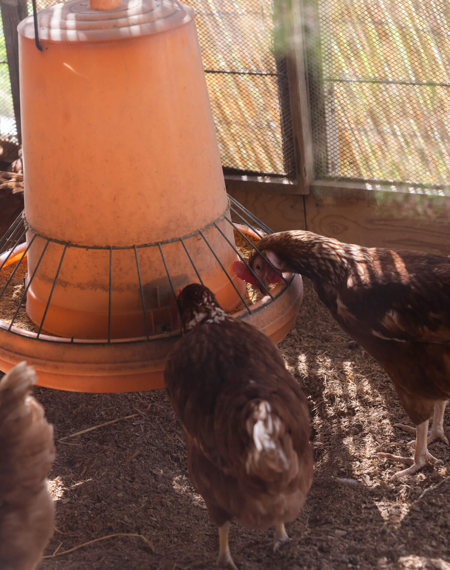 北坂養鶏場 平飼いのにわとりたち