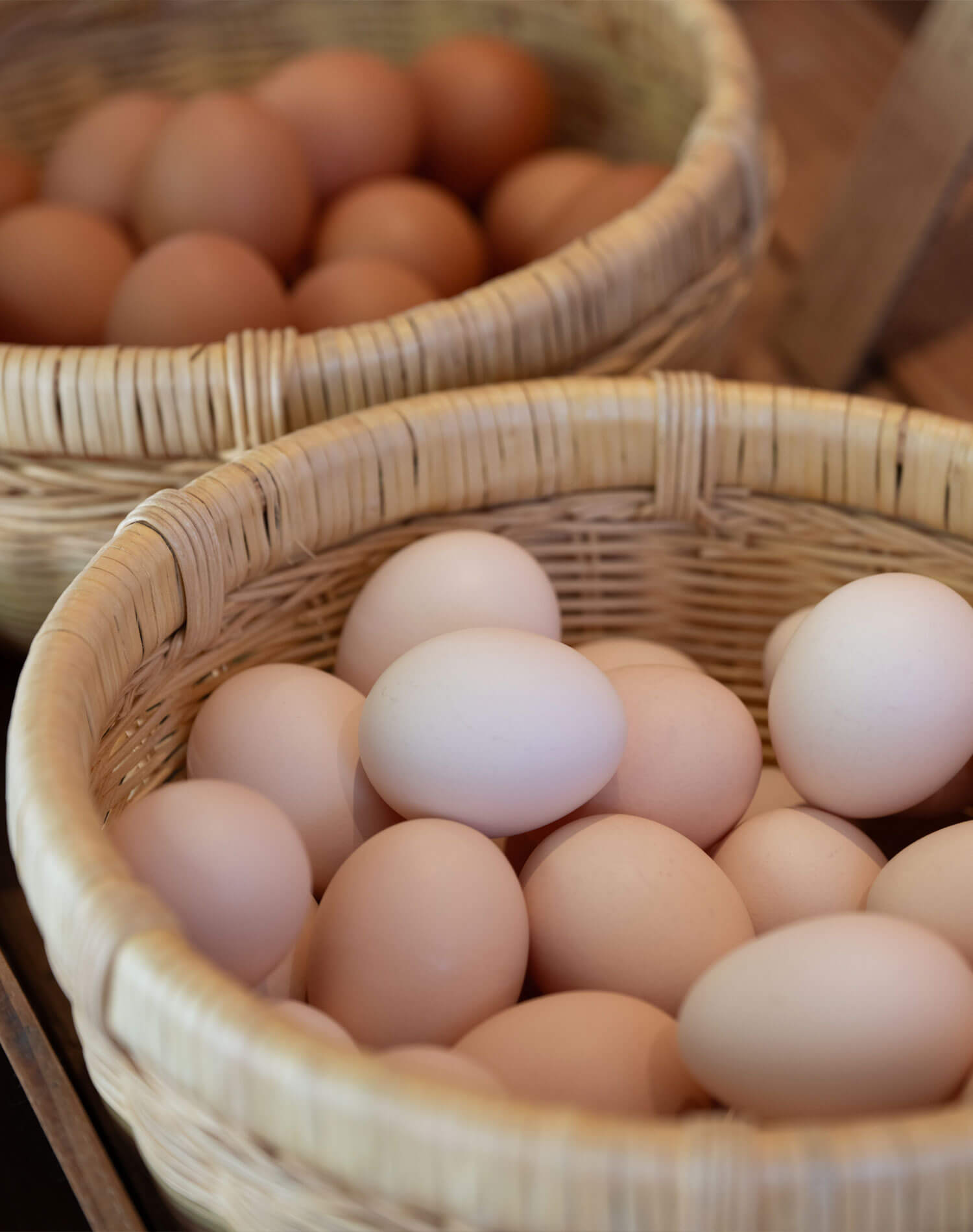 【後編】『北坂養鶏場』訪問記。平飼い小屋で産みたてのたまご採卵体験を通じて、北坂さんが伝えたいこと