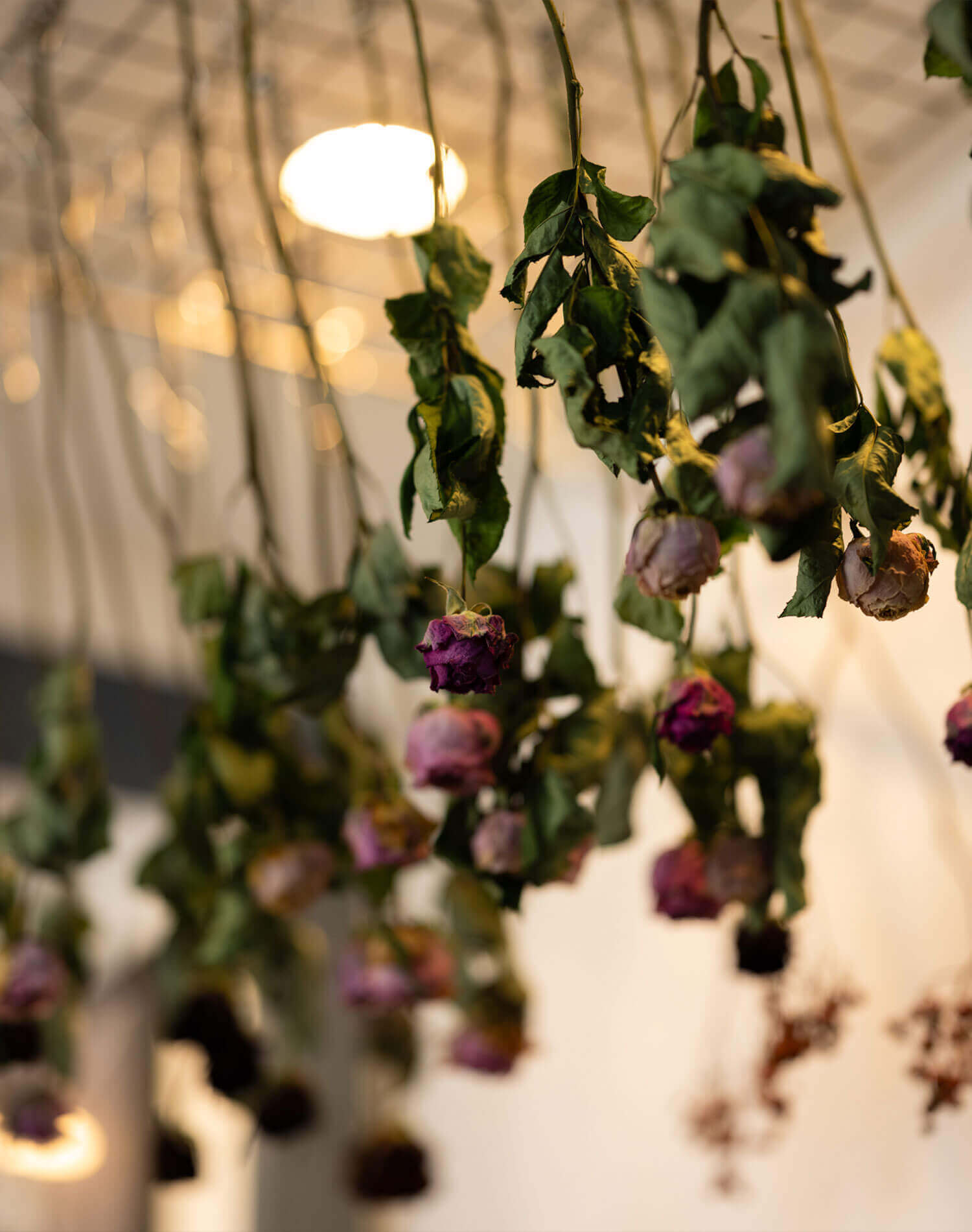 コハルビヨリのドライフラワー