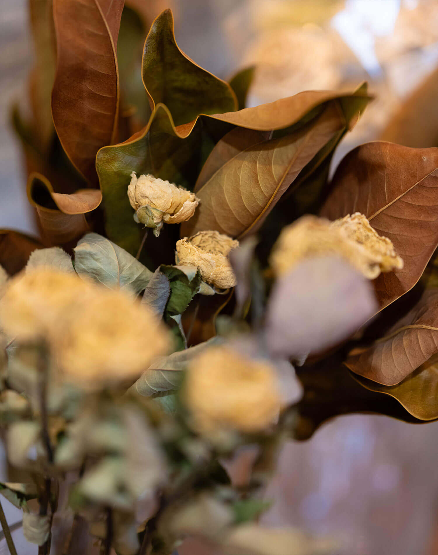 コハルビヨリのドライフラワー