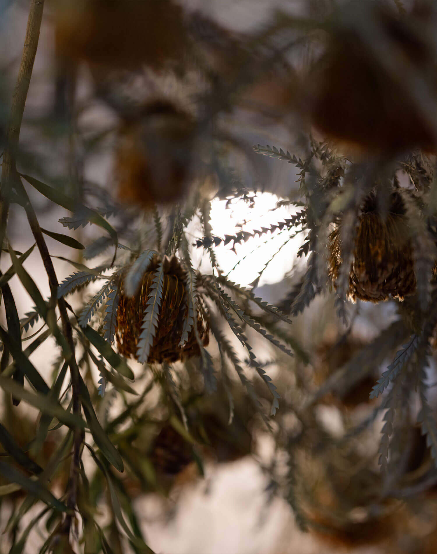 コハルビヨリのドライフラワー