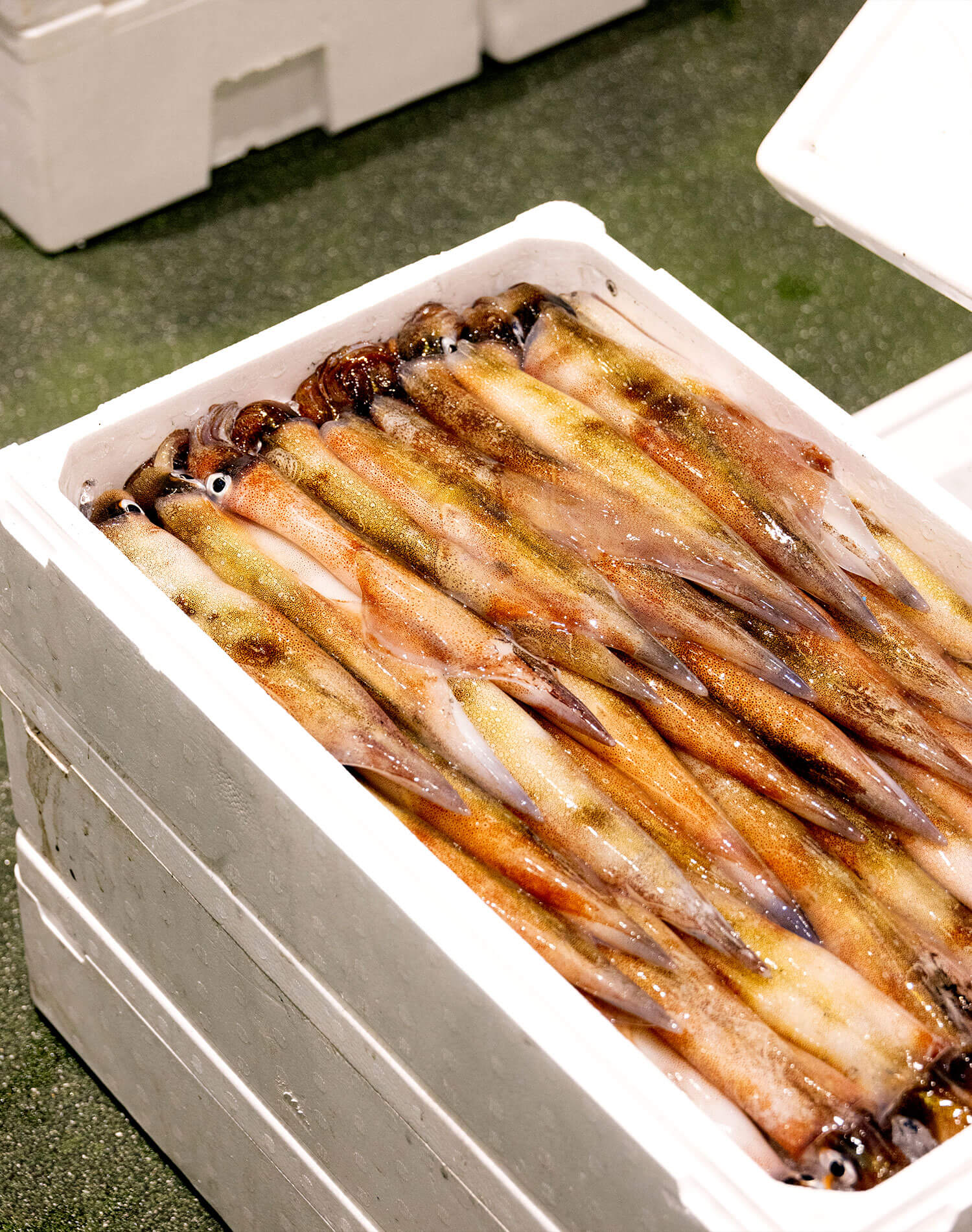 旬の海産物たち