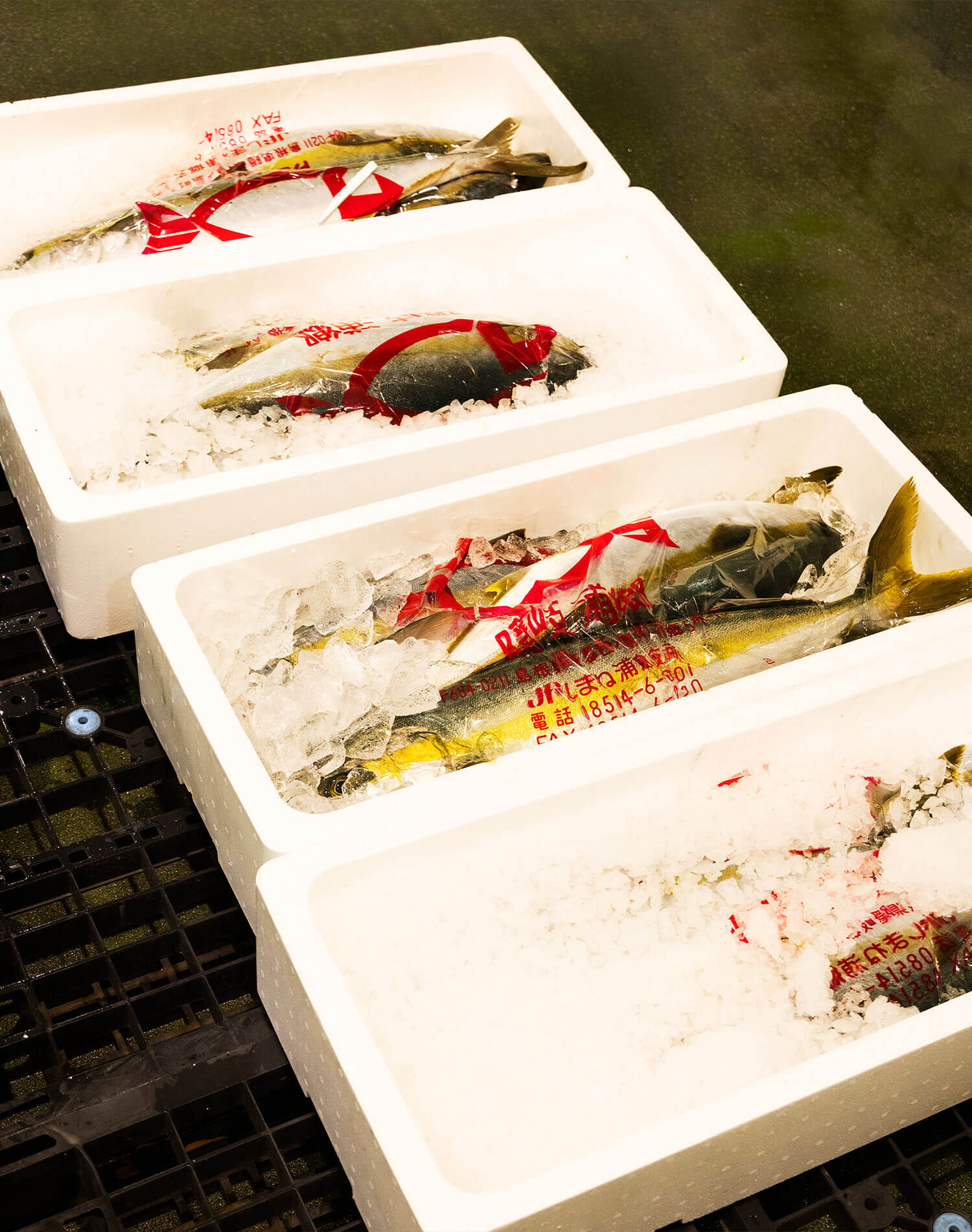 旬の海産物たち