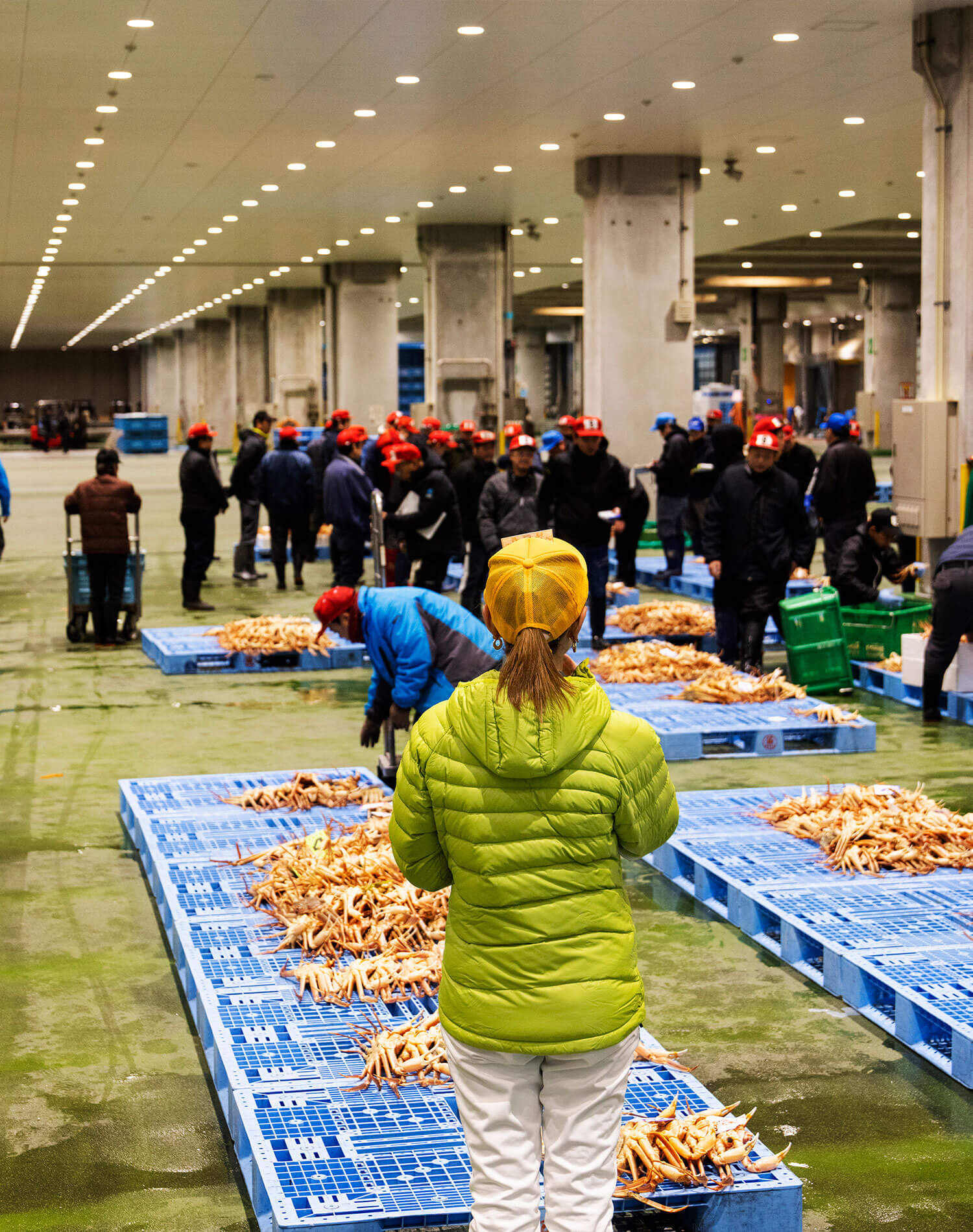 競りの様子を見学