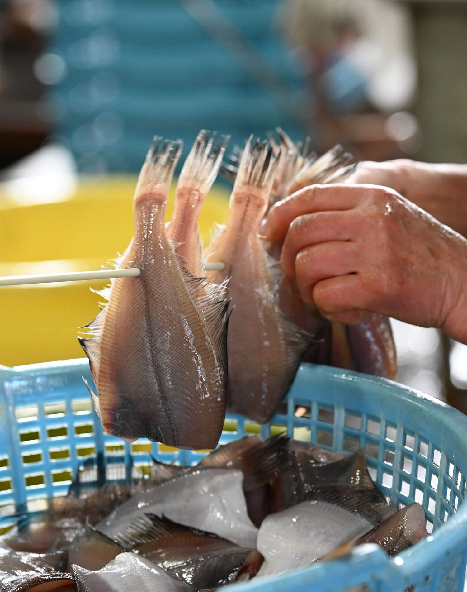 干物にする下準備