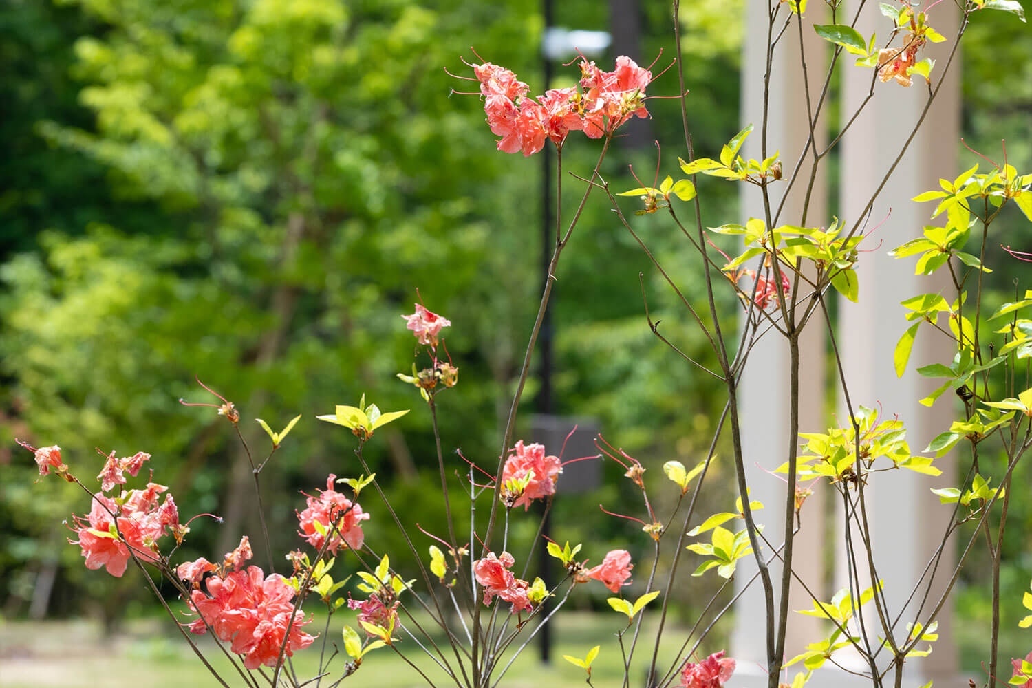 綺麗な花