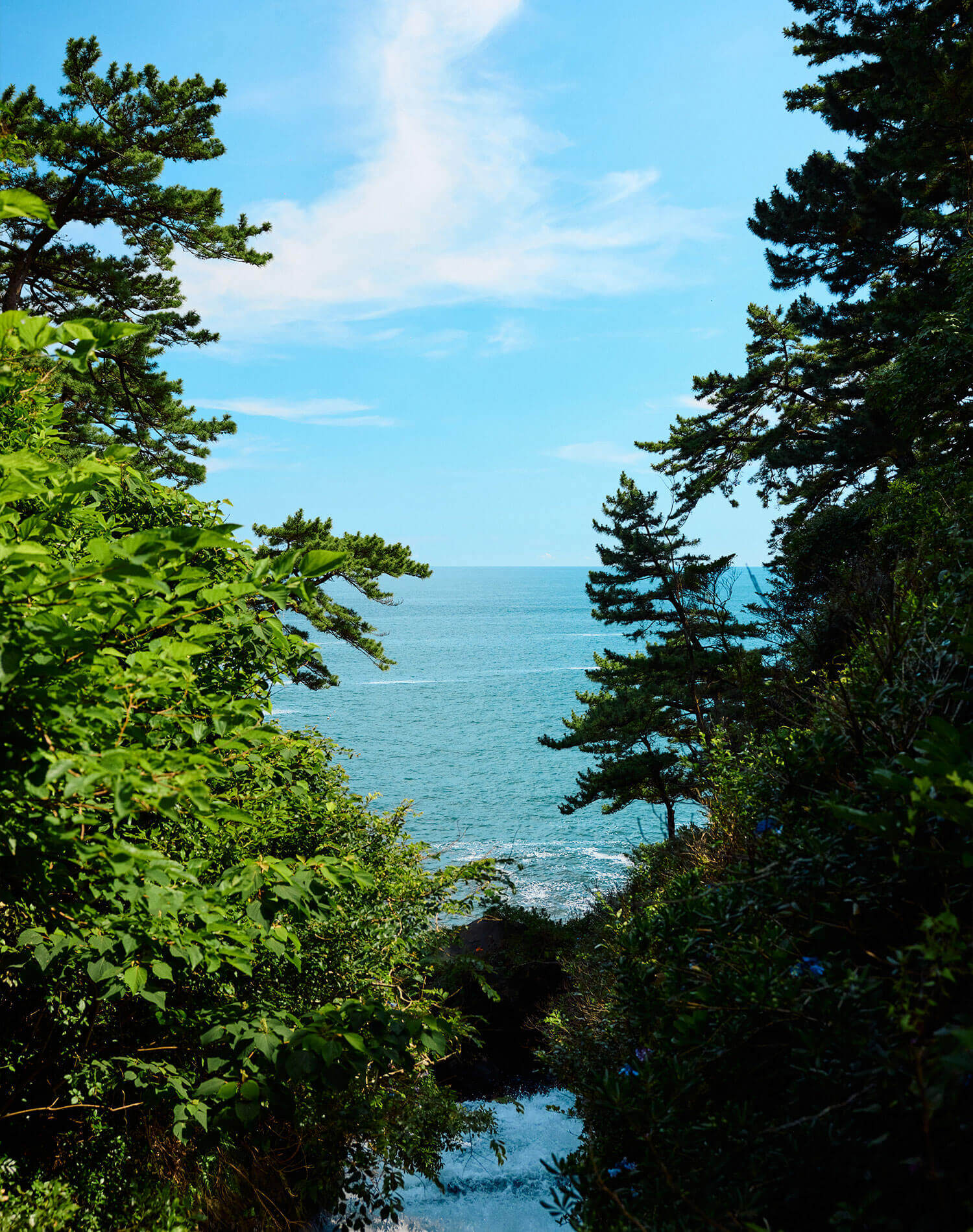 木の間から見える青い海